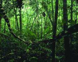 Amazônia - Terra Firme