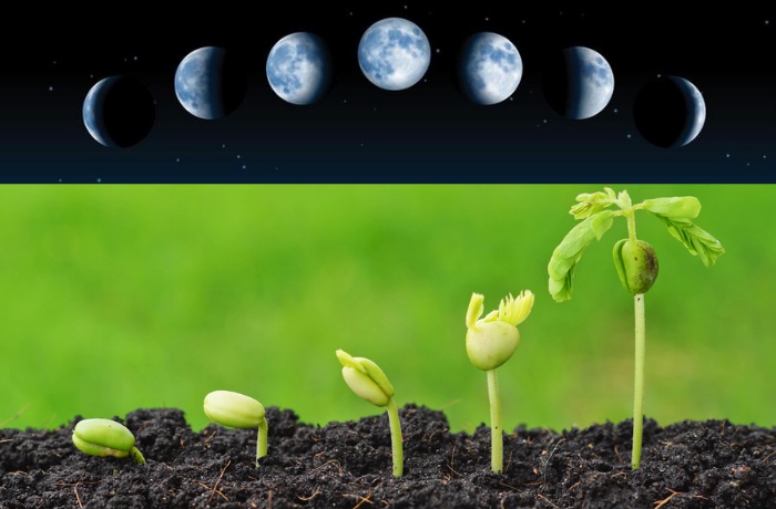 agricultura biodinâmica  - inflência da lua