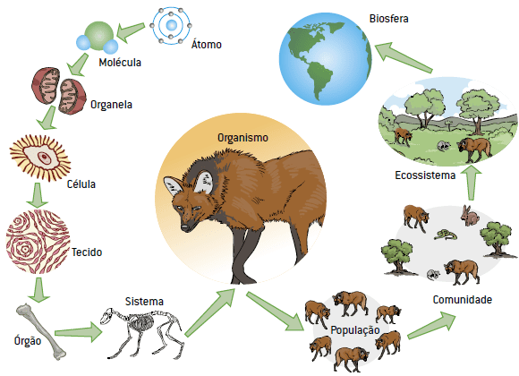 Biosfera