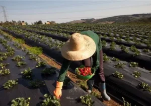 Agricultura Ecológica -Plantio de orgânicos