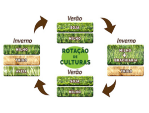 Rotação de Culturas: Guia Completo de como fazer na sua lavoura