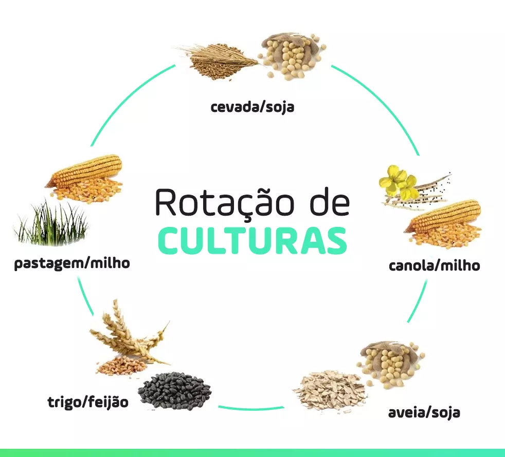 Agricultura ecológica rotação de culturas