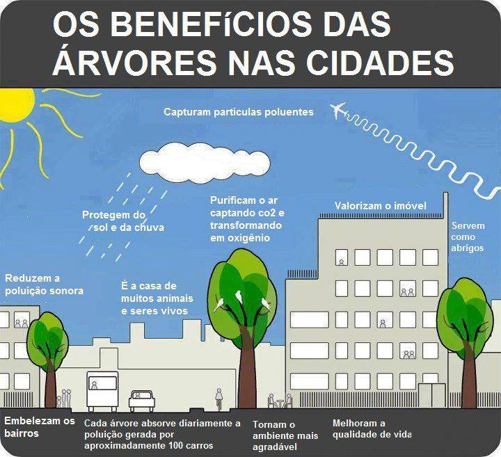 Benefícios da árvores nas cidades