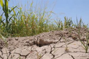 Desertificação do solo