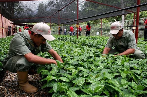 O que é Agroecologia? Benefícios, desafios e importância