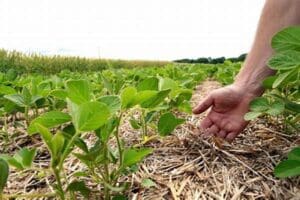 Agricultura conservacionista