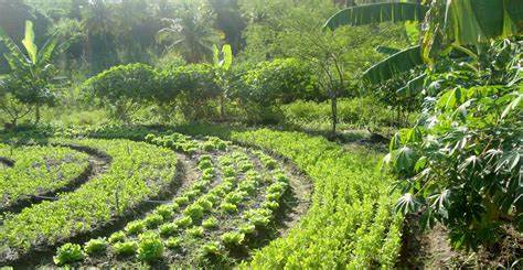 Sistemas agroflorestais-com permacultura