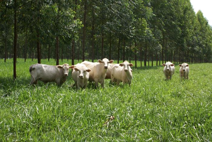 o que é Sistema de integração lavoura pecuária-floresta -ILPF