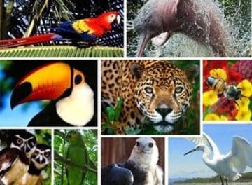 Mosaico com fotografias da Fauna do Bioma Amazônia