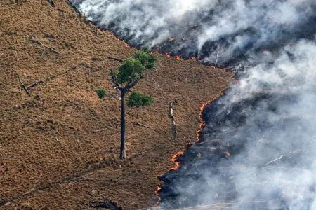 Perda da biodiversidade