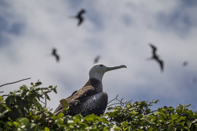 Parque Nacional Marinho de Alcatrazes - Arquipélago de Alcatrazes