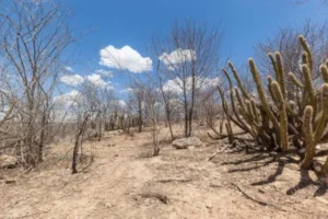 Características do solo no bioma Caatinga mostrando cactos e a região seca