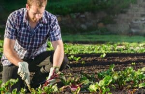 Agricultura de jardinagem