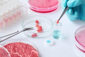 Carne de laboratório - carne artificial - cultivada ou in vitro