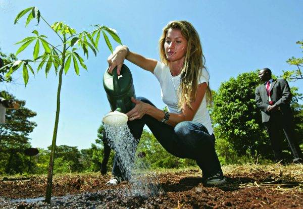 Filantropia ambiental no Brasil