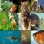 Estudos e disciplinas de Zoologia