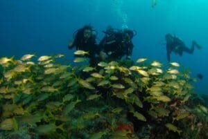 O que são Áreas Marinhas Protegidas (AMPs), qual sua importância e objetivos?