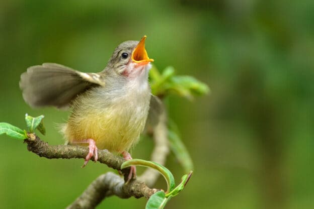 Comunicação animal: sinais sonoros, químicos e visuais dos animais