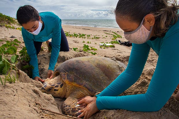 O projeto desempenha um papel importantíssimo na proteção das tartarugas marinhas