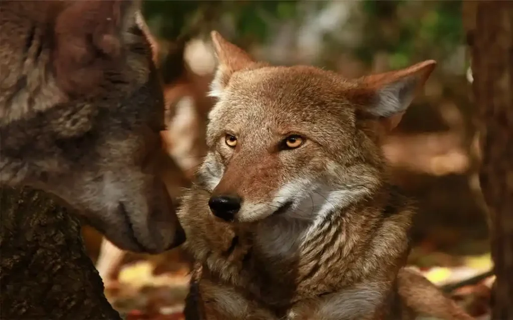 Diversidade Genética: lobo vermelho nos EUA