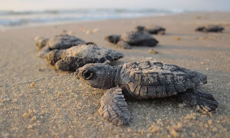 Importância da conservação dos ninhos de tartaruga marinha