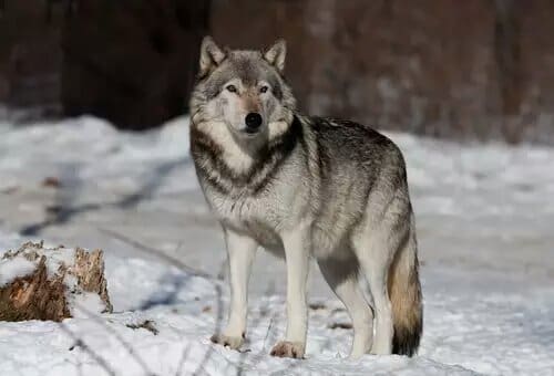 Lobo-Cinzento em Yellowstone