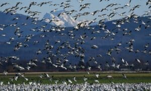 Migração de Aves: Causas, rotas e impactos no Brasil