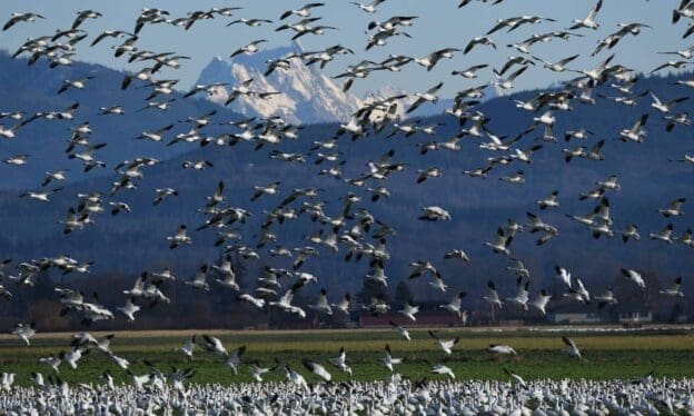 Migração de Aves: Causas, rotas e impactos no Brasil