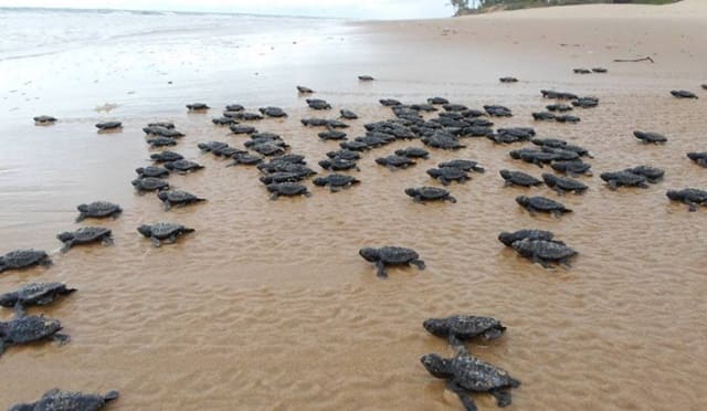 Projeto Tamar: Conservação do ninho de tartarugas