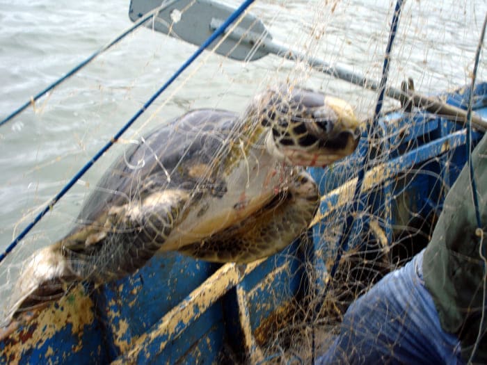 Pesca acidental de tartarugas marinhas