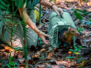 Reintrodução de espécies nativas no meio ambiente