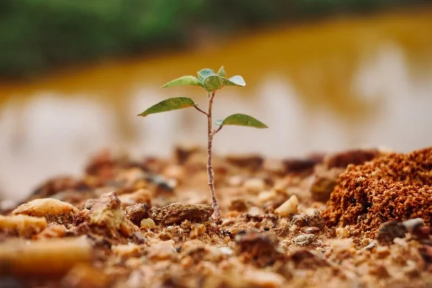 Restauro Ecológico: o que é, técnicas de restauração e exemplos