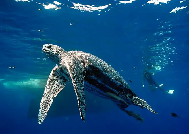 A tartaruga-de-couro (Dermochelys coriacea) - Tartaruga gigante