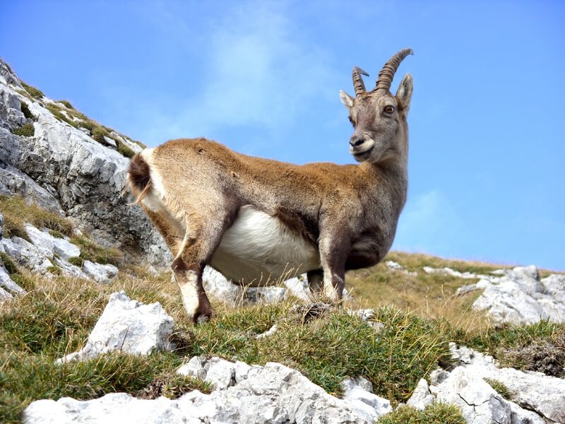 Cabras selvagens nos biomas Montanos