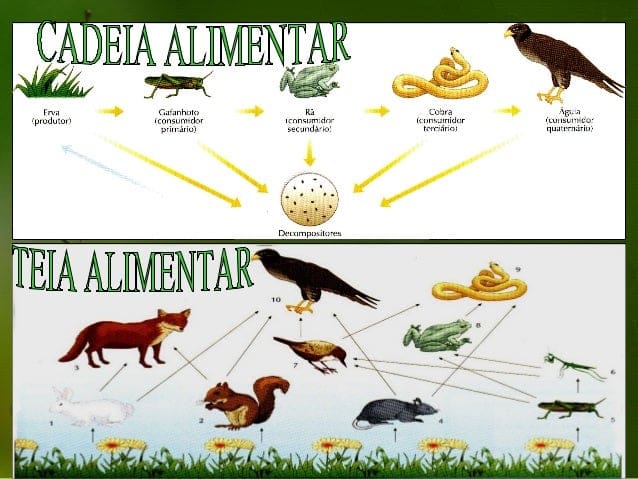 Cadeia e teia alimentar