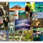 Preservação da Biodiversidade