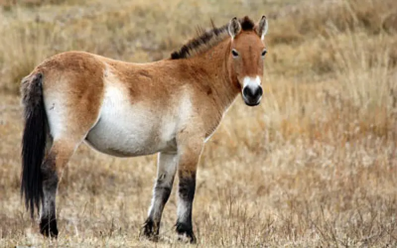 Cavalo-de-przewalski