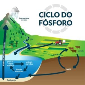 Ciclo do fósforo