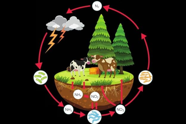 Ciclo de Nutrientes – O que é, principais ciclos e importância