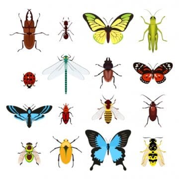 Desenho de vários insetos estudados na entomologia: borboleta-azul, besouro, libélula, abelha, joaninha, formiga, grilo, perservejo, etc.