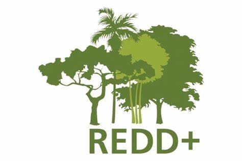 Iniciativa REDD+ (Redução de Emissões por Desmatamento e Degradação Florestal)