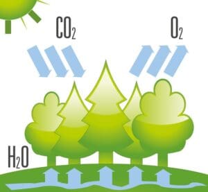 Neutralidade de Carbono