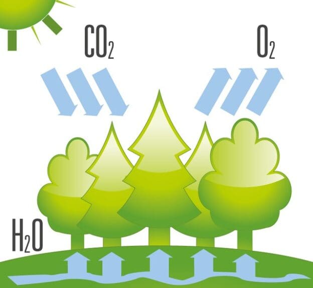 Neutralidade de Carbono