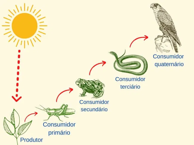 Níveis tróficos da cadeia alimentar