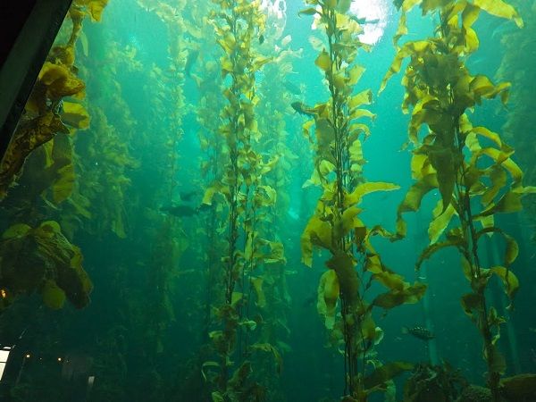 Plantas Marinhas – Importância, Tipos e Contribuição para o Planeta. Bioluminescência