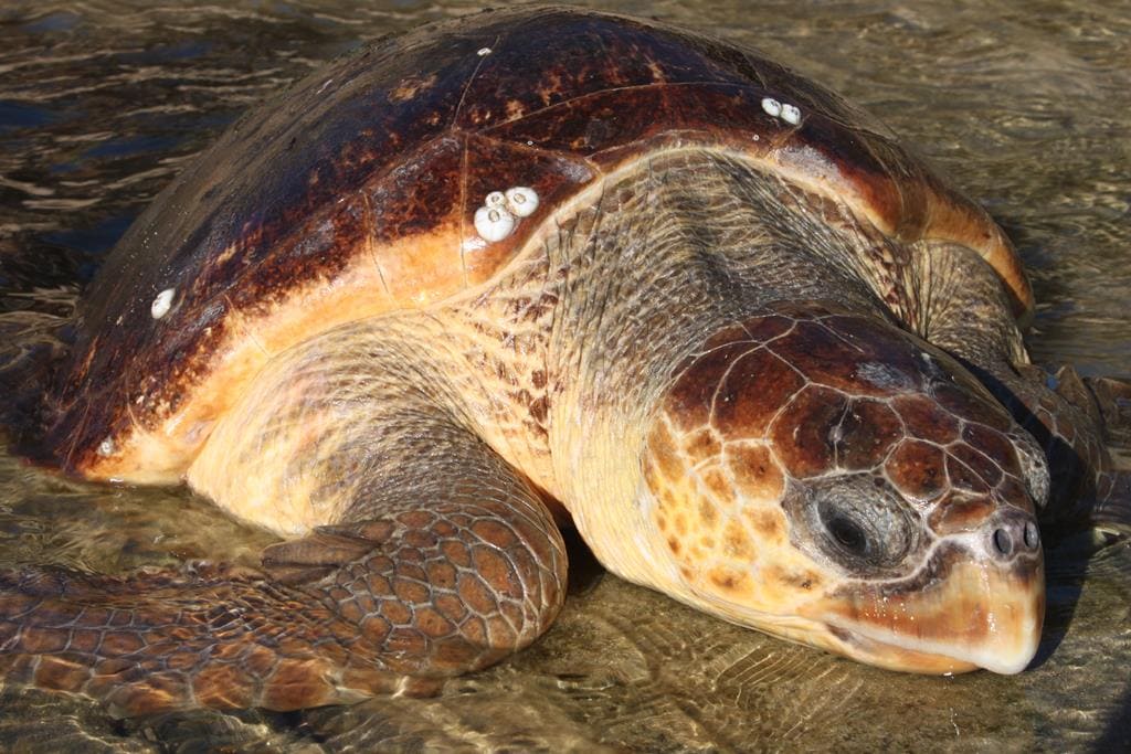 Tartaruga-Cabeçuda (Caretta caretta)