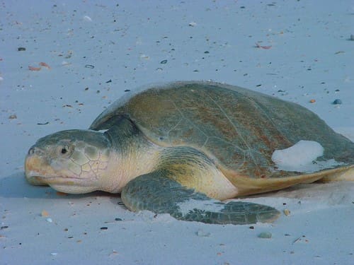 Tartaruga-de-Kemp (Lepidochelys kempii)