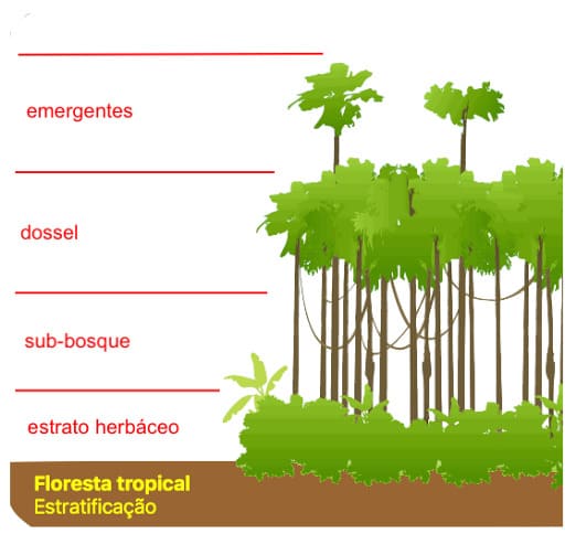 Camadas da Floresta Tropical