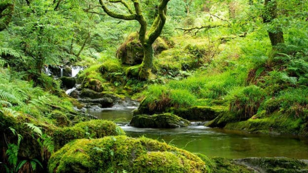 Floresta Tropical: características, localização e tipos - Interação Solo-Vegetação