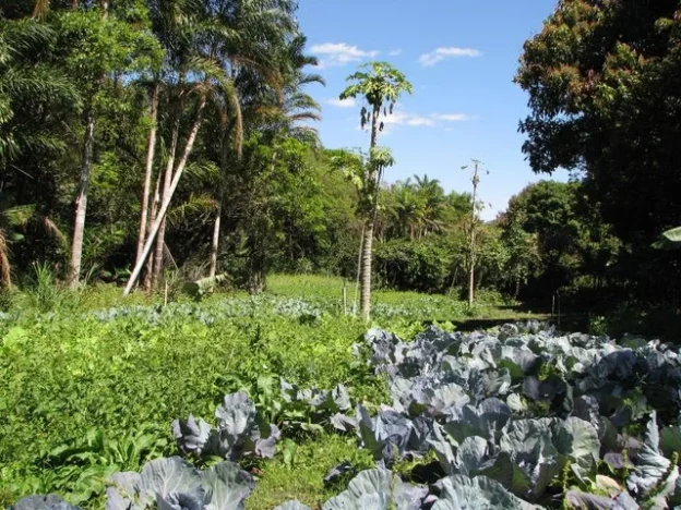 Agroflorestas – O que é, benefícios, tipos e como fazer